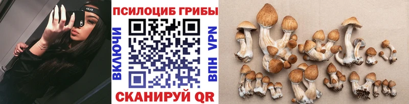 Псилоцибиновые грибы Psilocybe  Вихоревка 
